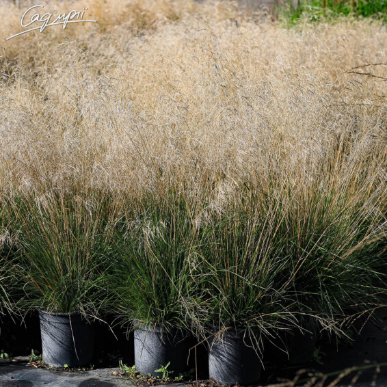 Луговик дернистый 'Bronzeschleier' - 5