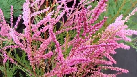 Тамарикс ветвистый 'Rubra' - обворожительно скромная красота