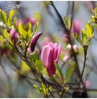 Магнолія гибридна 'Susan'