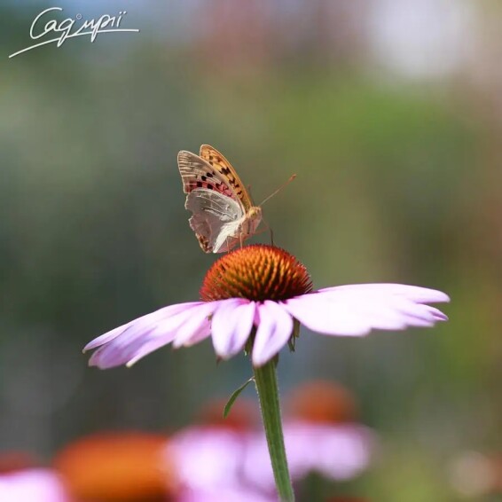 Эхинацея пурпурная ‘Magnus’ - 5