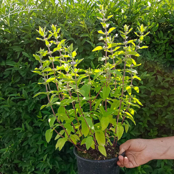 М'ята духмяна, C3 - - 1