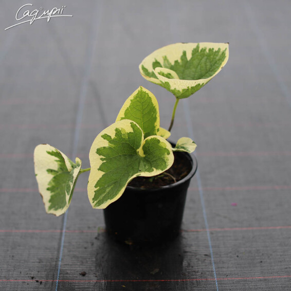 Бруннера крупнолистная 'Variegata' - 5