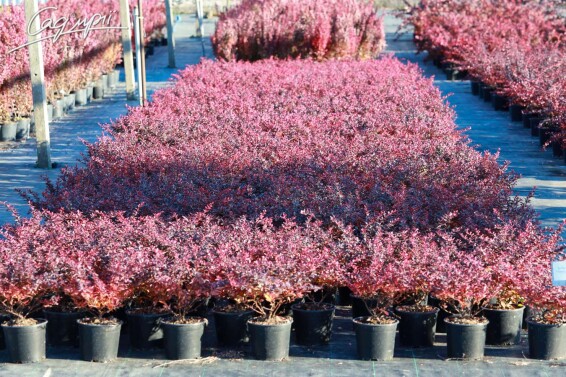 Барбарис Tунберга 'Atropurpurea Nana' #3, С5 - - 1