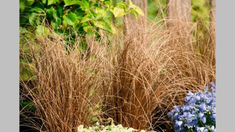 Отличный вечнозеленый злак - осока Буханана