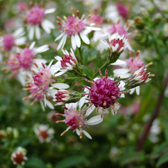 Айстра бококвіткова 'Horizontalis' - 6 Айстра бококвіткова 'Horizontalis' - 6