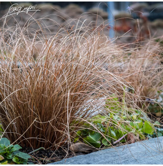 Осока волосовидна 'Bronze Form'