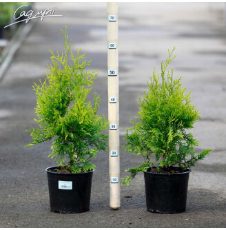 Туя западная 'Golden Brabant' ®