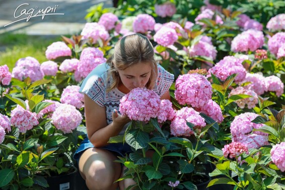 Гортензия крупнолистная 'Miss Saori'® #2, Р9 - - 5