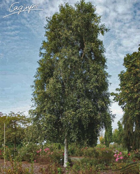 Береза плакуча 'Fastigiata' - 5 Береза плакуча 'Fastigiata' - 5