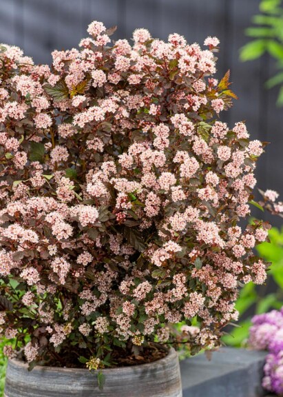 Пухироплідник калинолистний 'Little Joker' - 1