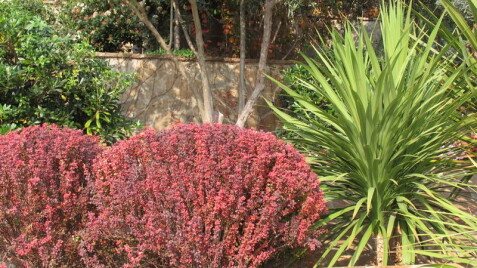 Эти разные барбарисы