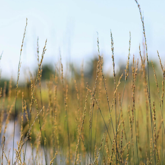 Молінія голуба 'Moorhexe' - 2 Молінія голуба 'Moorhexe' - 2