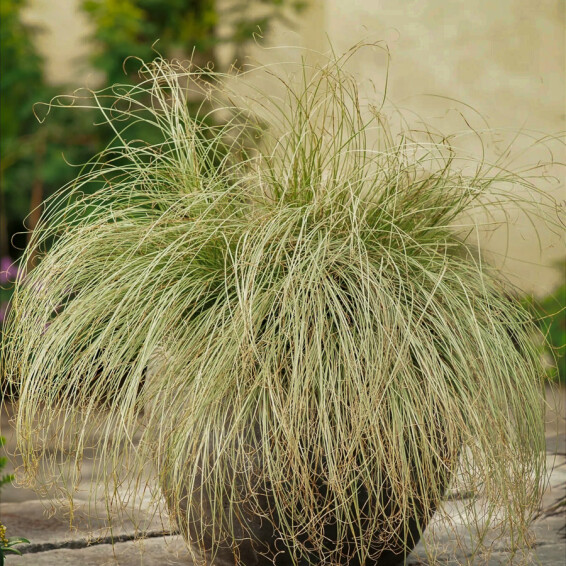 Осока волосоподібна 'Frosted Curls' #1, С2 - - 2