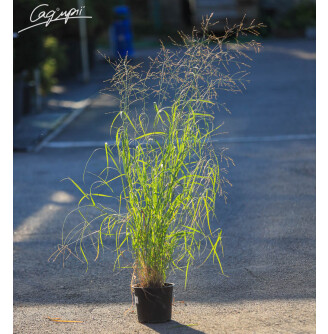 Просо вербовидне 'Rotstrahlbusch'