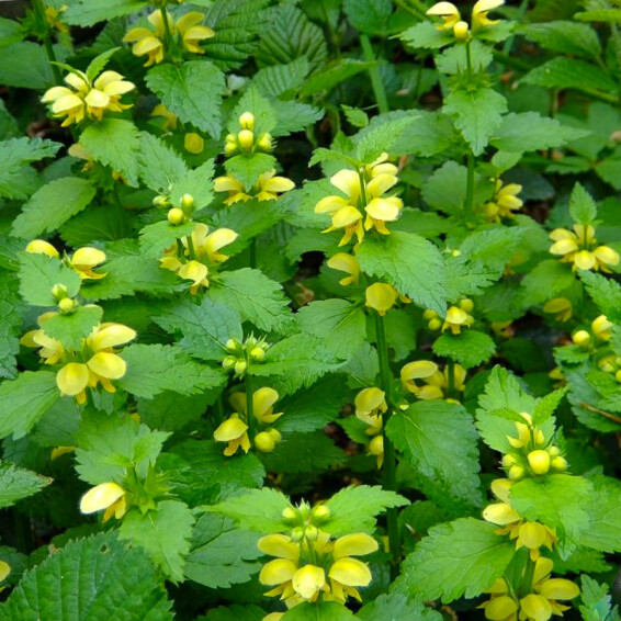 Яснотка зеленчуковая - 3