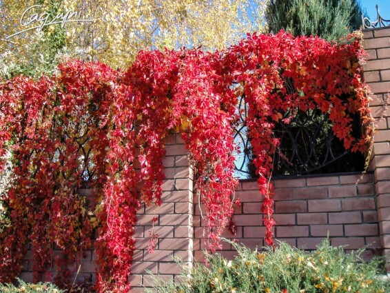 Виноград дівочий п'ятилисточковий - 1