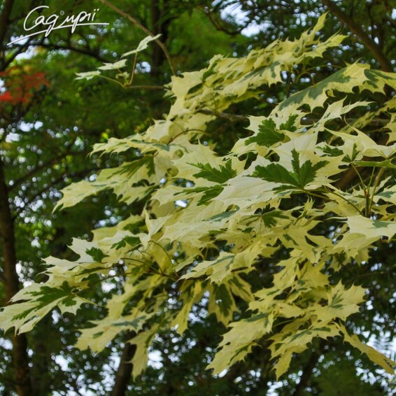 Клен платановидный 'Drummondii' - 3 Клен платановидный 'Drummondii' - 3