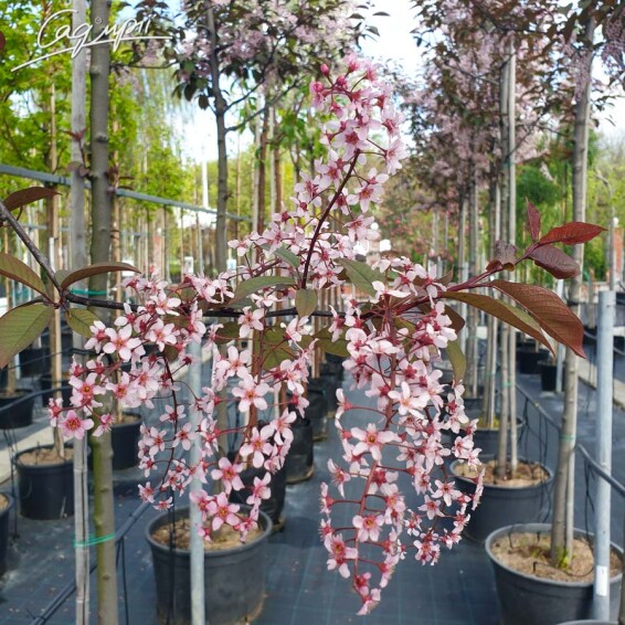 Черемуха обыкновенная 'Colorata' - 2 Черемуха обыкновенная 'Colorata' - 2