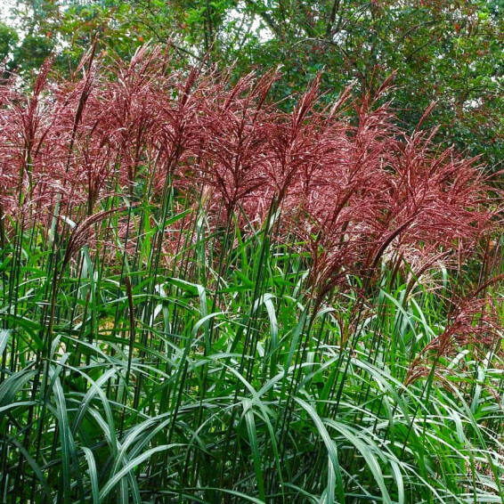 Міскантус китайський 'Serengeti®', ГК - - 2