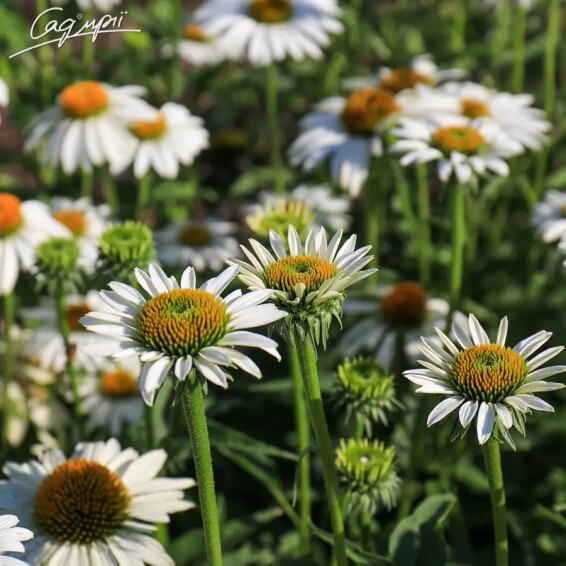 Ехінацея пурпурна 'White Swan' - 2