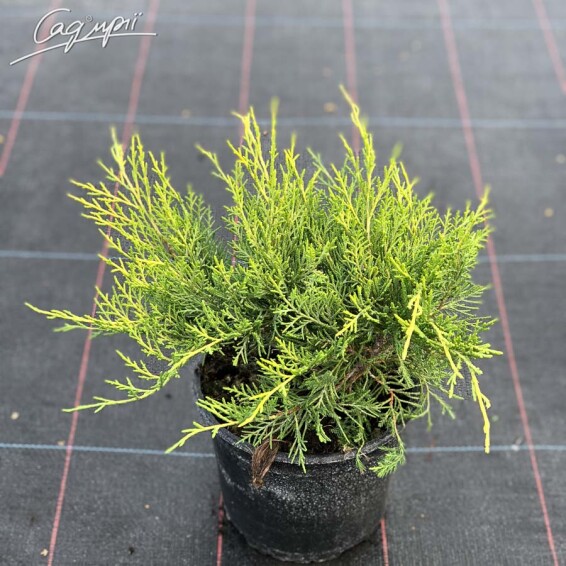 Можжевельник средний 'Old Gold' - 2