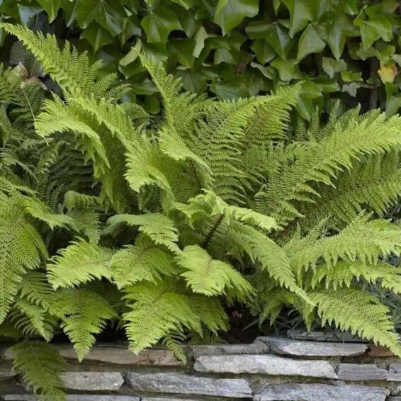 Папороть (багаторядник) 'Herrenhausen' - 1