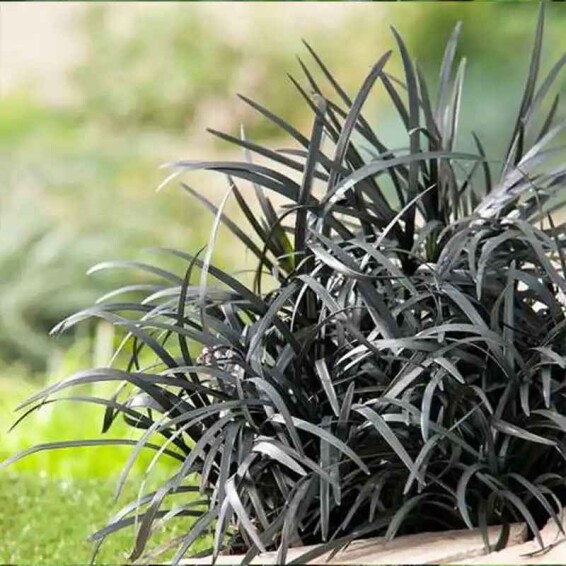 Офиопогон плоскострелый 'Niger' - 5