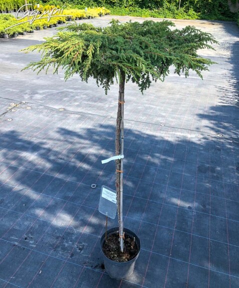 Можжевельник обыкновенный 'Zeal', ф. штамбовая - 2 Можжевельник обыкновенный 'Zeal', ф. штамбовая - 2