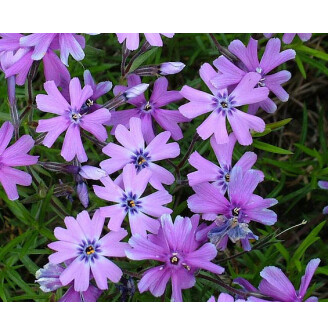 Флокс шилоподібний 'Purple Beauty'