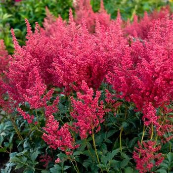 Астільба японська 'Koblenz' - 1