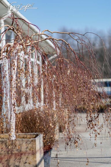 Береза плакуча 'Youngii', кореневласна - 2