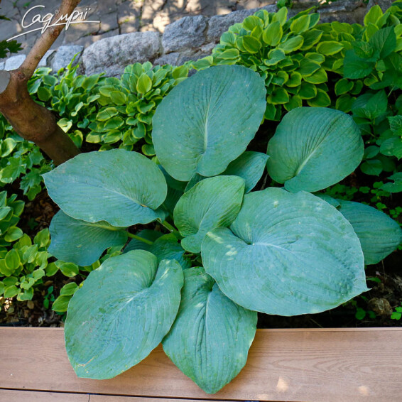 Хоста 'Moody Blues' - 1