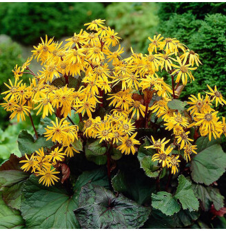 Бузульник зубчатый 'Othello'