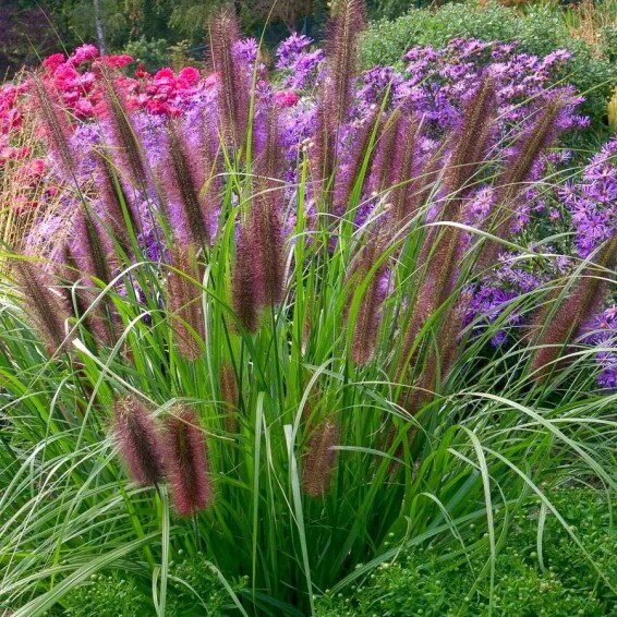 Пенісетум лисохвостий 'Viridescens' - 3