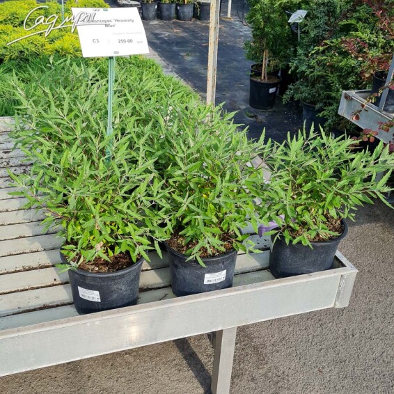 Каріоптерис кландонський 'Heavenly Blue' #3, С2,C3 60-80 - 3