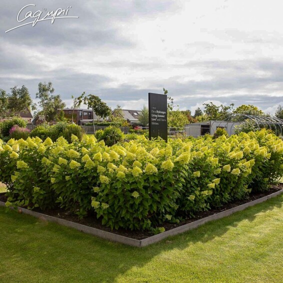 Гортензія волотиста 'Summer Love' - 7