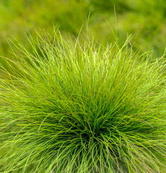 Костриця аметистова ‘Walberla’ #1, С2 - - 3