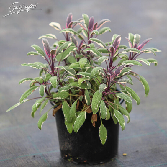 Шавлія лікарська 'Tricolor' - 2 Шавлія лікарська 'Tricolor' - 2