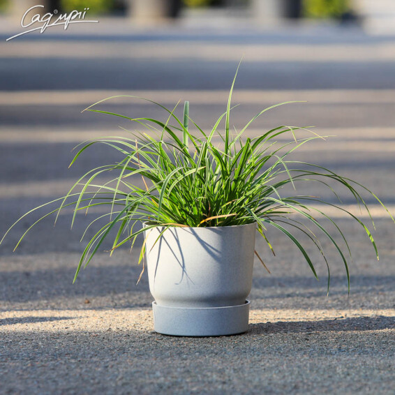 Осока охіменська 'Evergold' - 5