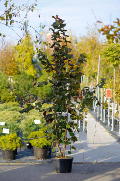 Лещина крупная 'Rouge de Zeller' - 2