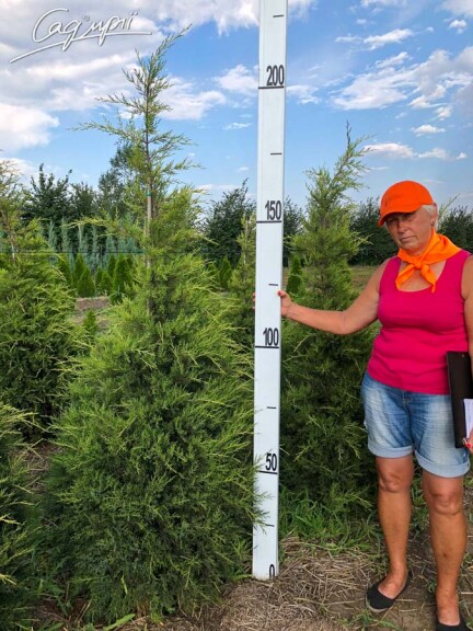 Можжевельник китайский 'Kuriwao Gold' #1, C7 - - 7