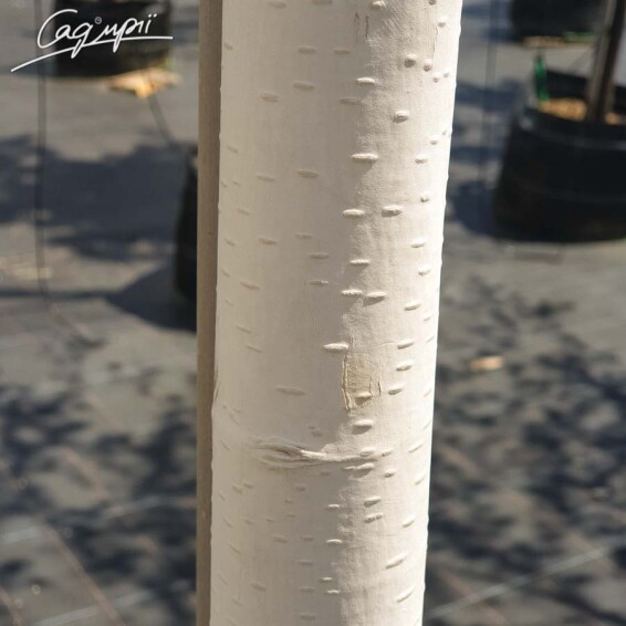 Береза гімалайська 'Doorenbos' #3, С69 14--16 400-450 St. 1/2 - 3 Береза гімалайська 'Doorenbos' #3, С69 14--16 400-450 St. 1/2 - 3