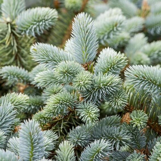 Ель колючая 'Glauca Majestic Blue' - 5