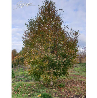 Береза китайська 'Fascination'