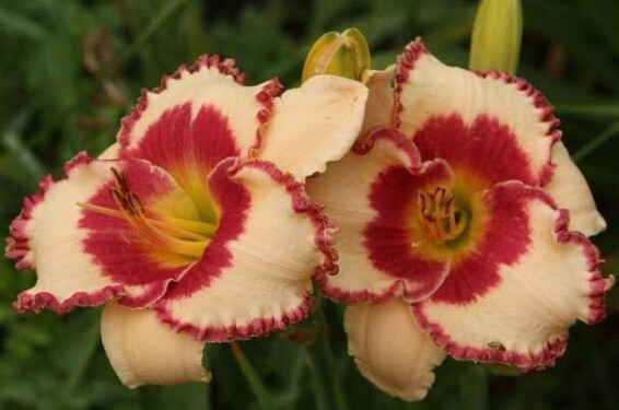 Лілейник 'Ageless beauty' - 1