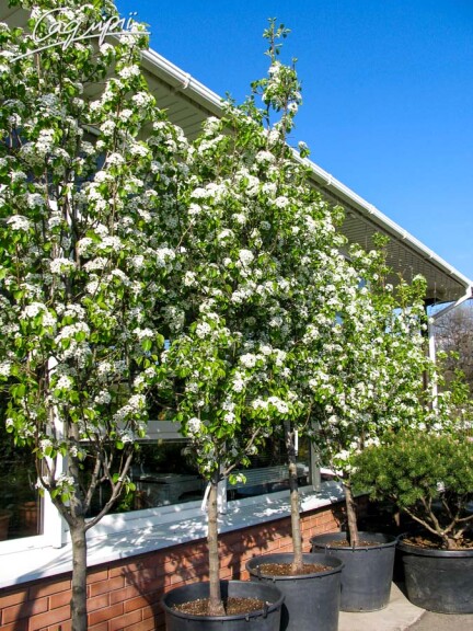 Груша Каллеріана 'Redspire' #3, WRB 18--20 500+ St. 1/2 - 2