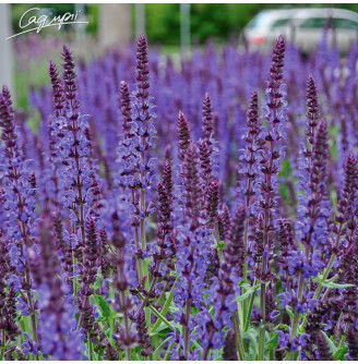 Шавлія дібравна 'Night Field'