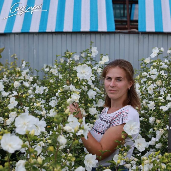 Гібіскус сірійський 'White Chiffon' #4, C25 100-125 - 4