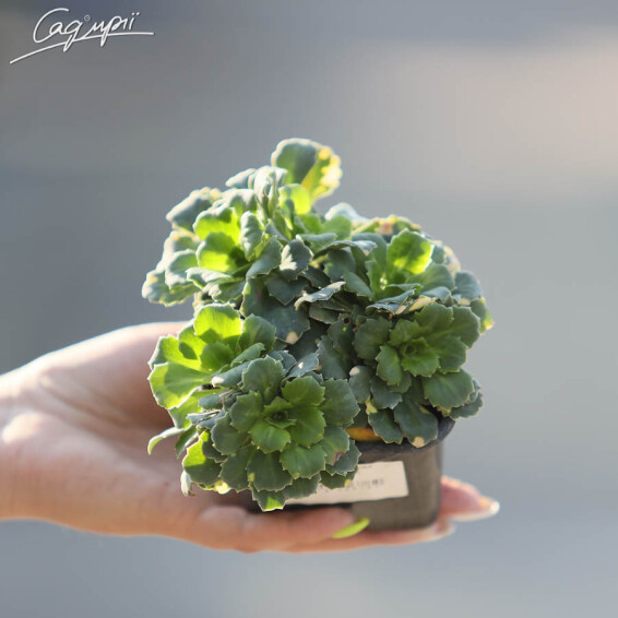 Камнеломка теневая 'Variegata' - 3