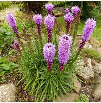 Ліатріс колосковий 'Floristan Violet'